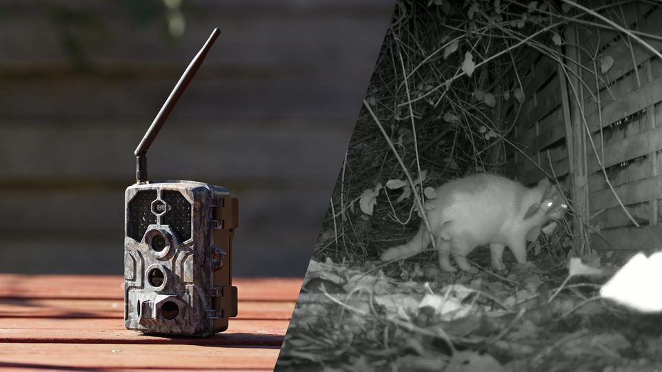 Wildkamera Test: BlazeVideo A106W unscharf