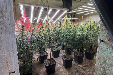 Cannabispflanzen stehen in einer Halle, die bei einer gemeinsamen Durchsuchungsaktion der Polizei in NRW und Niedersachsen entde