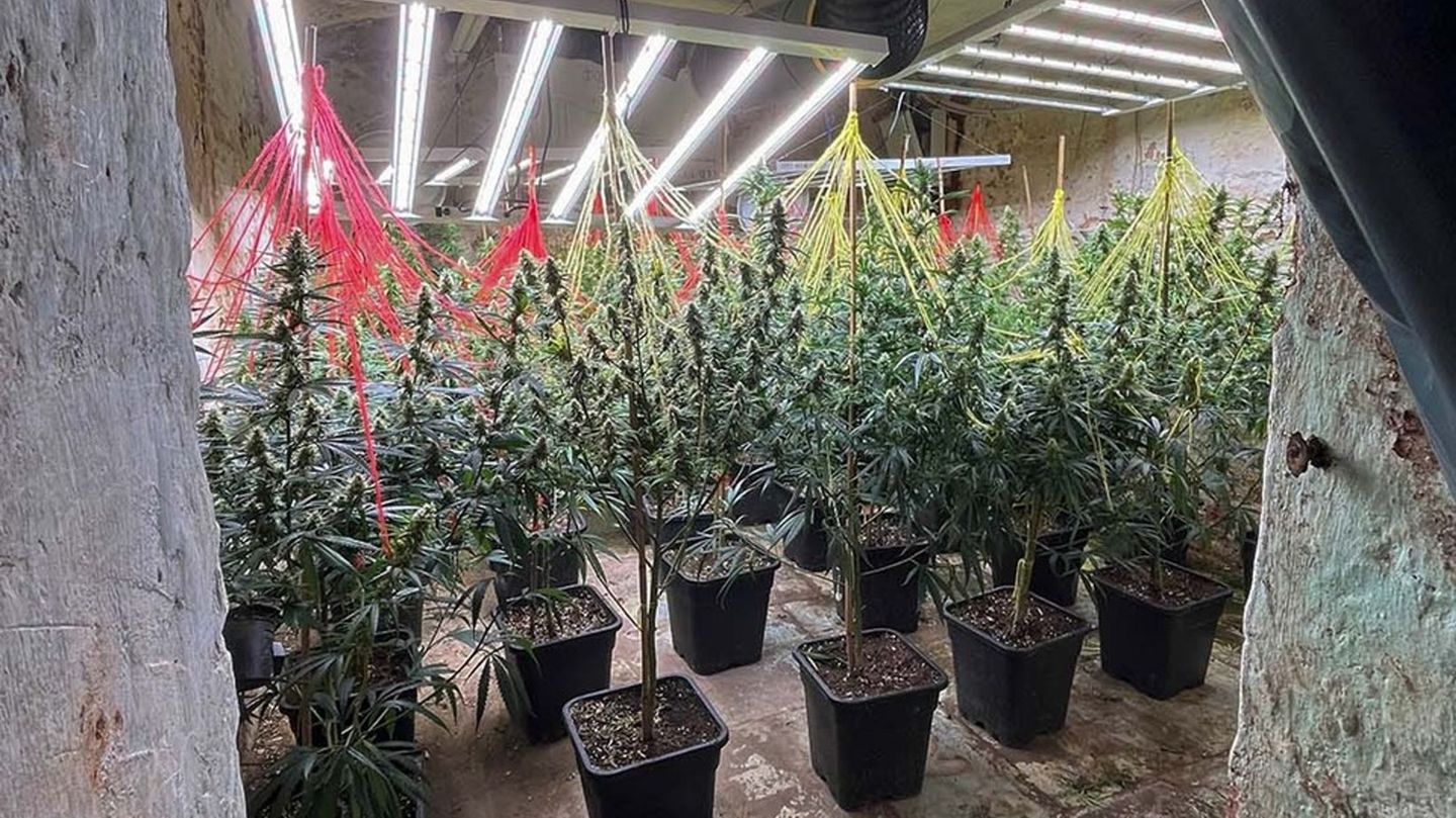 Cannabispflanzen stehen in einer Halle, die bei einer gemeinsamen Durchsuchungsaktion der Polizei in NRW und Niedersachsen entde Cannabispflanzen stehen in einer Halle, die bei einer gemeinsamen Durchsuchungsaktion der Polizei in NRW und Niedersachsen entde