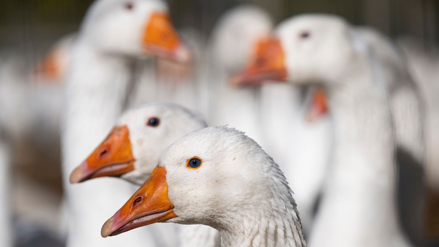 Tierseuche: Stallpflicht wegen Vogelgrippe in vielen Kreisen