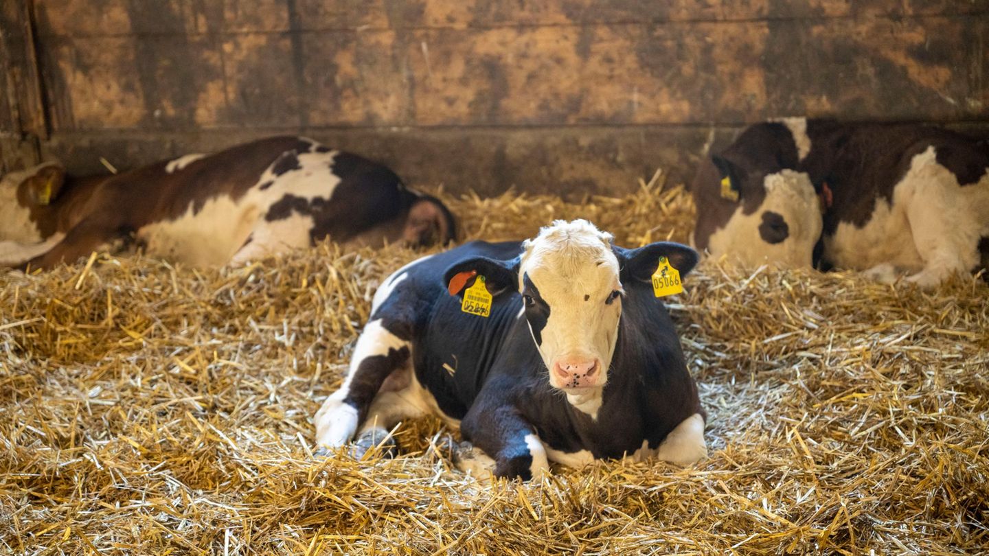 Junge Kälber dürfen nach Bundesvorgaben auch ohne Betäubung kastriert werden. (Symbolbild) Foto: Peter Kneffel/dpa Junge Kälber dürfen nach Bundesvorgaben auch ohne Betäubung kastriert werden. (Symbolbild) Foto: Peter Kneffel/dpa