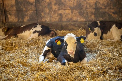Junge Kälber dürfen nach Bundesvorgaben auch ohne Betäubung kastriert werden. (Symbolbild) Foto: Peter Kneffel/dpa