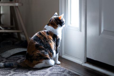 Traurige Katze sitzt alleine vor der Haustür