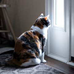 Traurige Katze sitzt alleine vor der Haustür