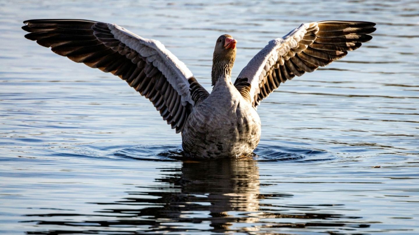 Eine Wildgans im Linumer Bruch bei Berlin Eine Wildgans im Linumer Bruch bei Berlin