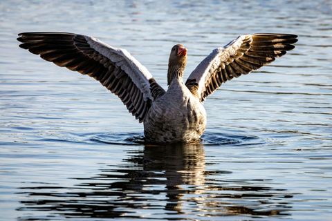 Eine Wildgans im Linumer Bruch bei Berlin