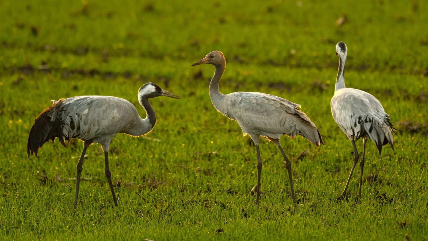 Im Westerwaldkreis wurden bislang rund 20 tote Kraniche dem Veterinäramt gemeldet. (Archivbild) Foto: Sina Schuldt/dpa Im Westerwaldkreis wurden bislang rund 20 tote Kraniche dem Veterinäramt gemeldet. (Archivbild) Foto: Sina Schuldt/dpa