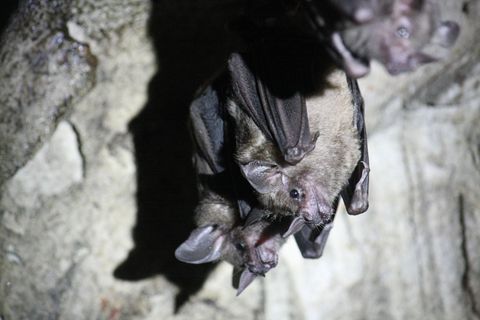 Zum Schutz von Fledermäusen schließt die Stadt Wuppertal einen Tunnel zu Halloween. (Symbolbild) Foto: Philipp Brandtstädter/dpa
