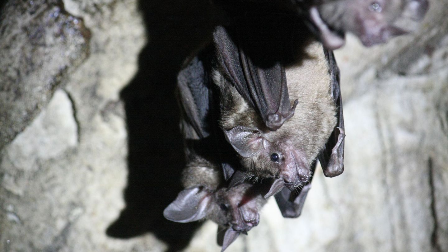 Zum Schutz von Fledermäusen schließt die Stadt Wuppertal einen Tunnel zu Halloween. (Symbolbild) Foto: Philipp Brandtstädter/dpa Zum Schutz von Fledermäusen schließt die Stadt Wuppertal einen Tunnel zu Halloween. (Symbolbild) Foto: Philipp Brandtstädter/dpa