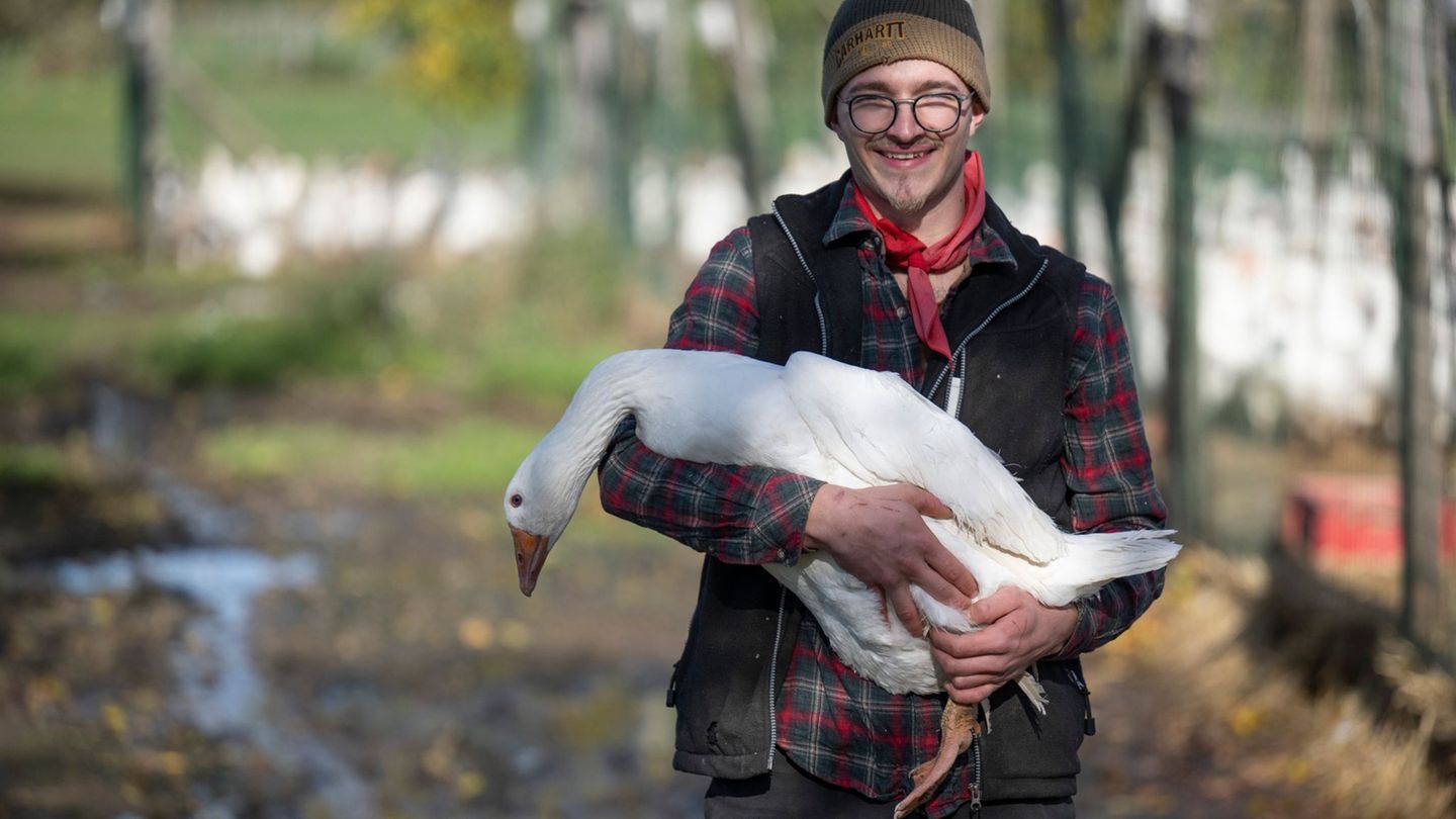 Angesichts der steigenden Fallzahlen von Vogelgrippe macht sich der 23-jährige Landwirt Nils Mann auch Sorgen um die eigenen Tie Angesichts der steigenden Fallzahlen von Vogelgrippe macht sich der 23-jährige Landwirt Nils Mann auch Sorgen um die eigenen Tie