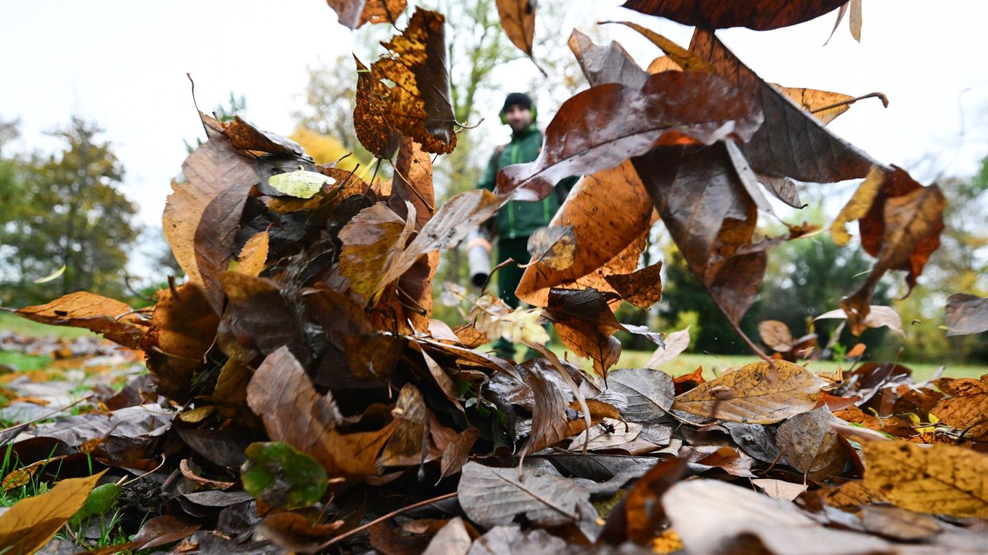 Warum liegt denn hier so viel Laub, mag sich mancher im Herbst fragen. (Symbolbild) Foto: Bernd Weißbrod/dpa Warum liegt denn hier so viel Laub, mag sich mancher im Herbst fragen. (Symbolbild) Foto: Bernd Weißbrod/dpa