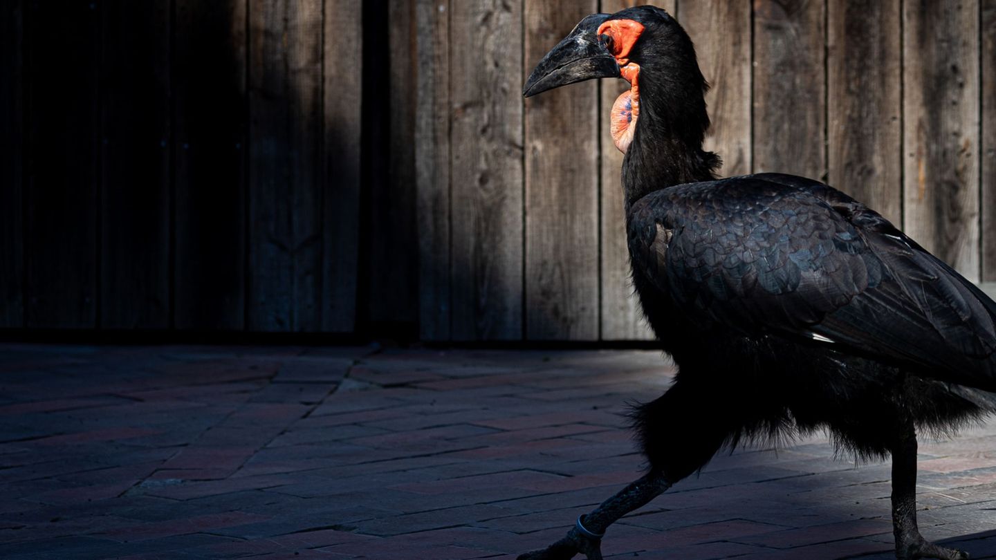 Zoos und Tierparks in Niedersachsen und Bremen wappnen sich gegen die Ausbreitung der Geflügelpest - auch der Zoo Hannover. (Arc Zoos und Tierparks in Niedersachsen und Bremen wappnen sich gegen die Ausbreitung der Geflügelpest - auch der Zoo Hannover. (Arc
