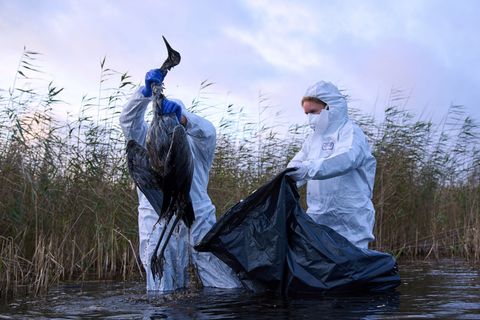 Die Vogelgrippe breitet sich in Sachsen-Anhalt immer weiter aus. Auch in anderen Regionen hatte es in den vergangenen Tagen best