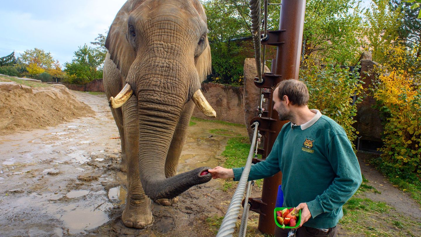 Tierpfleger Stefan Gluch zusammen mit dem afrikanischen Elefantenbullen "Kando" im Zoo Magdeburg. Landesweit findet am Sonntag d Tierpfleger Stefan Gluch zusammen mit dem afrikanischen Elefantenbullen "Kando" im Zoo Magdeburg. Landesweit findet am Sonntag d