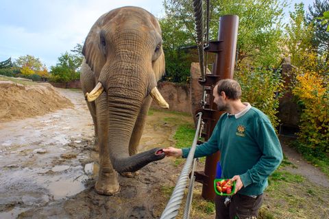 Tierpfleger Stefan Gluch zusammen mit dem afrikanischen Elefantenbullen "Kando" im Zoo Magdeburg. Landesweit findet am Sonntag d