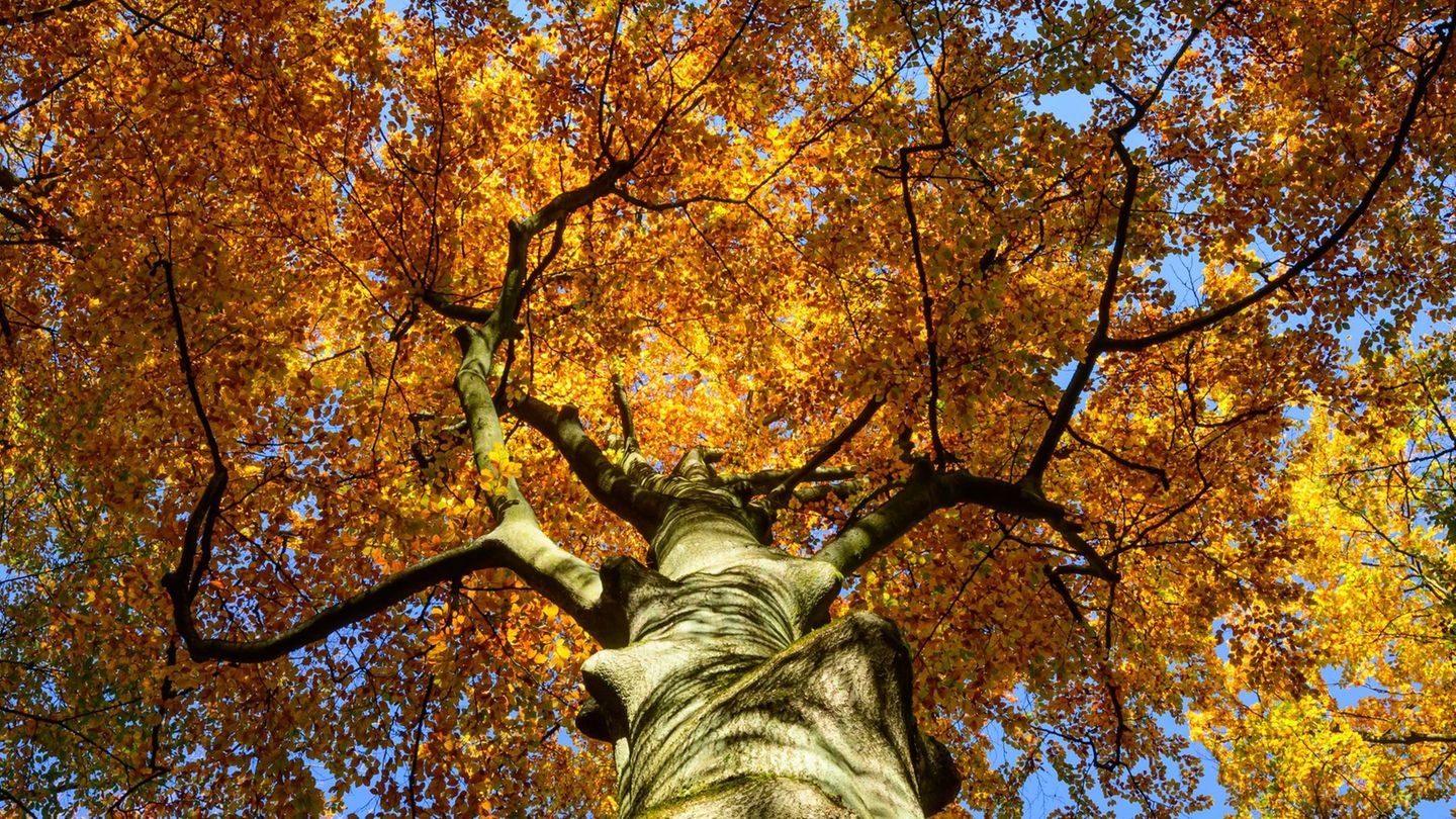 Der Reformationstag bietet in Brandenburg Spaziergehwetter. (Archivbild) Foto: Patrick Pleul/dpa Der Reformationstag bietet in Brandenburg Spaziergehwetter. (Archivbild) Foto: Patrick Pleul/dpa