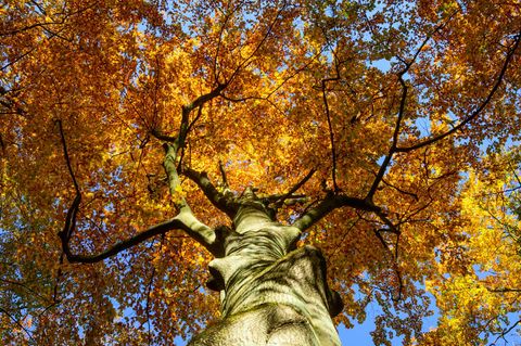Der Reformationstag bietet in Brandenburg Spaziergehwetter. (Archivbild) Foto: Patrick Pleul/dpa