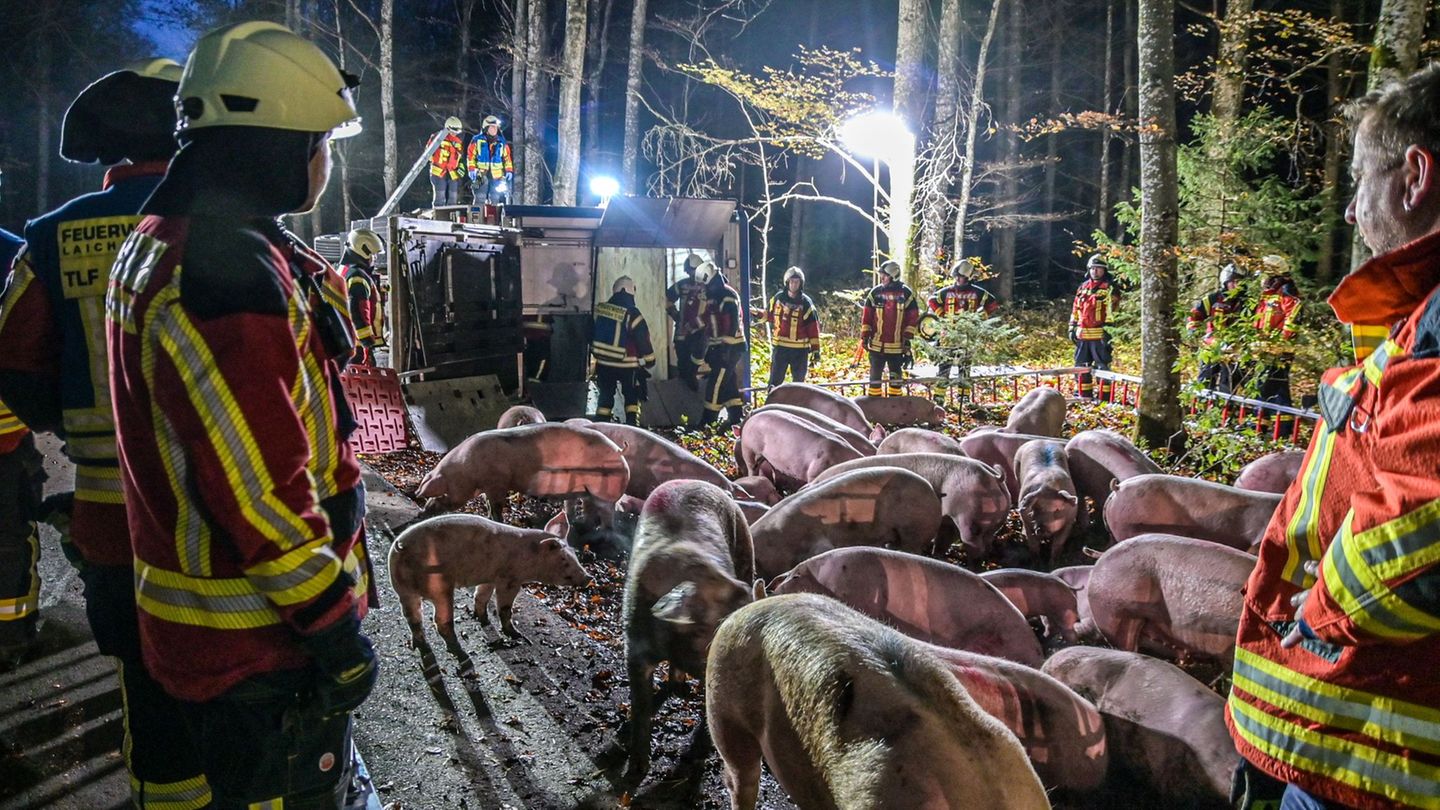 Nach dem Unfall des Schweinetransporters kümmern sich Rettungskräfte um die Tiere Foto: Simon Zeiher/onw-images/dpa Nach dem Unfall des Schweinetransporters kümmern sich Rettungskräfte um die Tiere Foto: Simon Zeiher/onw-images/dpa