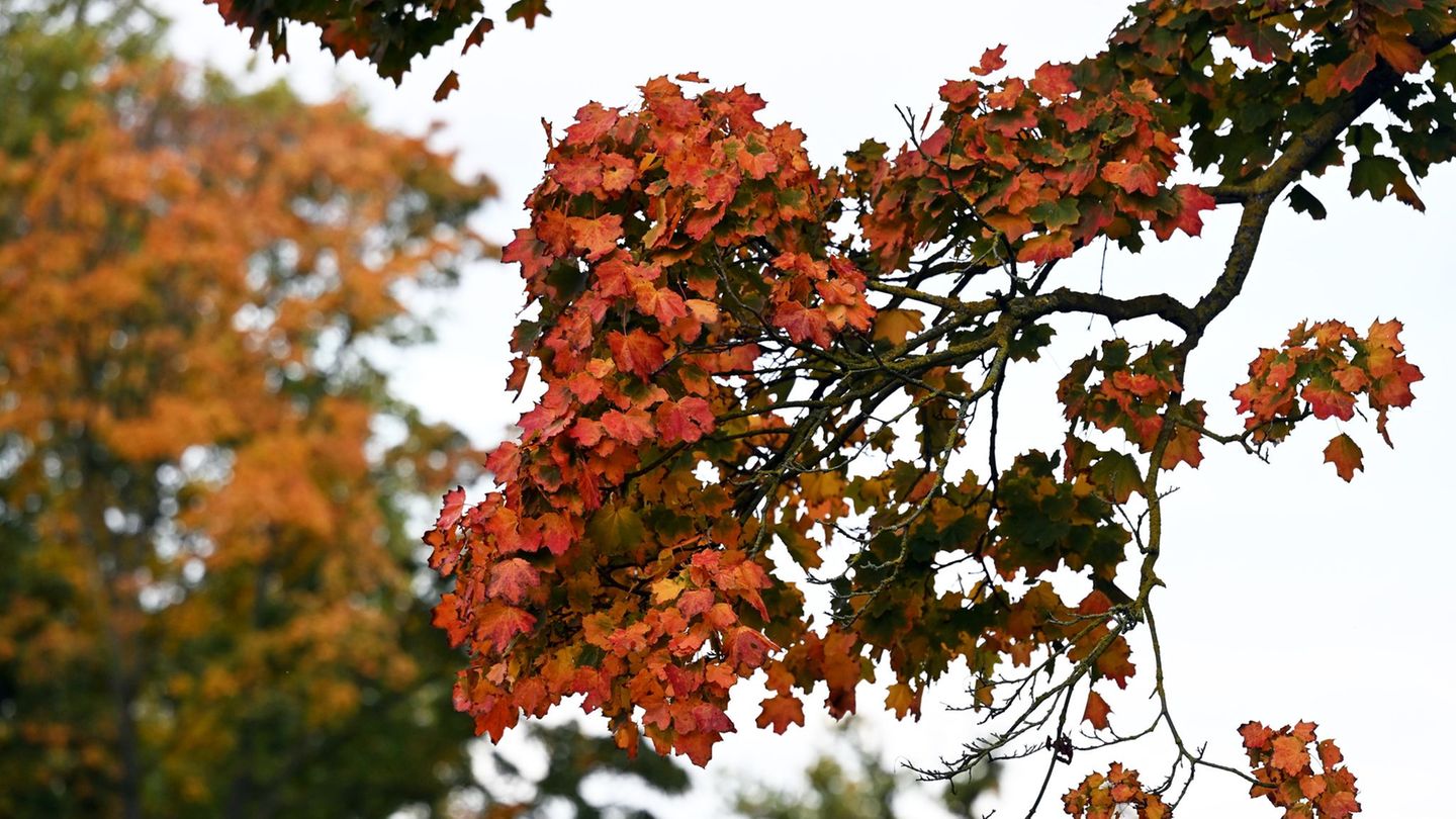 Das Wetter am langen Wochenende wird in Niedersachsen und Bremen wechselhaft und mild. (Symbolbild) Foto: Shireen Broszies/dpa