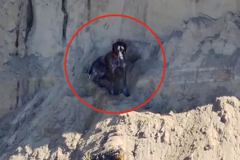 Zwölf Meter-Sturz überlebt – Einsatzkräfte retten Hund von Steilküste Zwölf Meter-Sturz überlebt – Einsatzkräfte retten Hund von Steilküste
