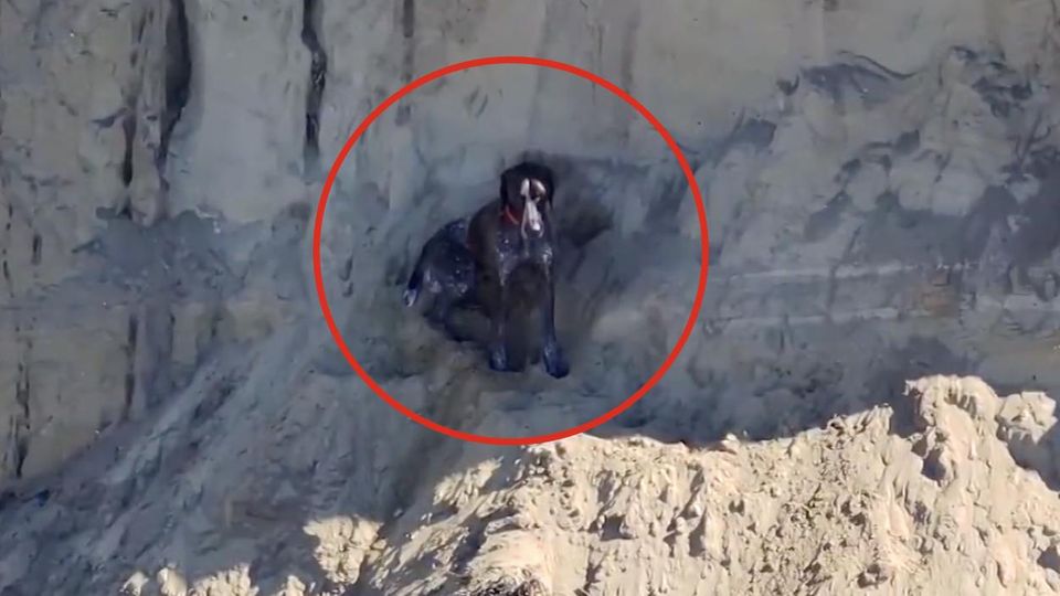 Zwölf Meter-Sturz überlebt – Einsatzkräfte retten Hund von Steilküste Zwölf Meter-Sturz überlebt – Einsatzkräfte retten Hund von Steilküste