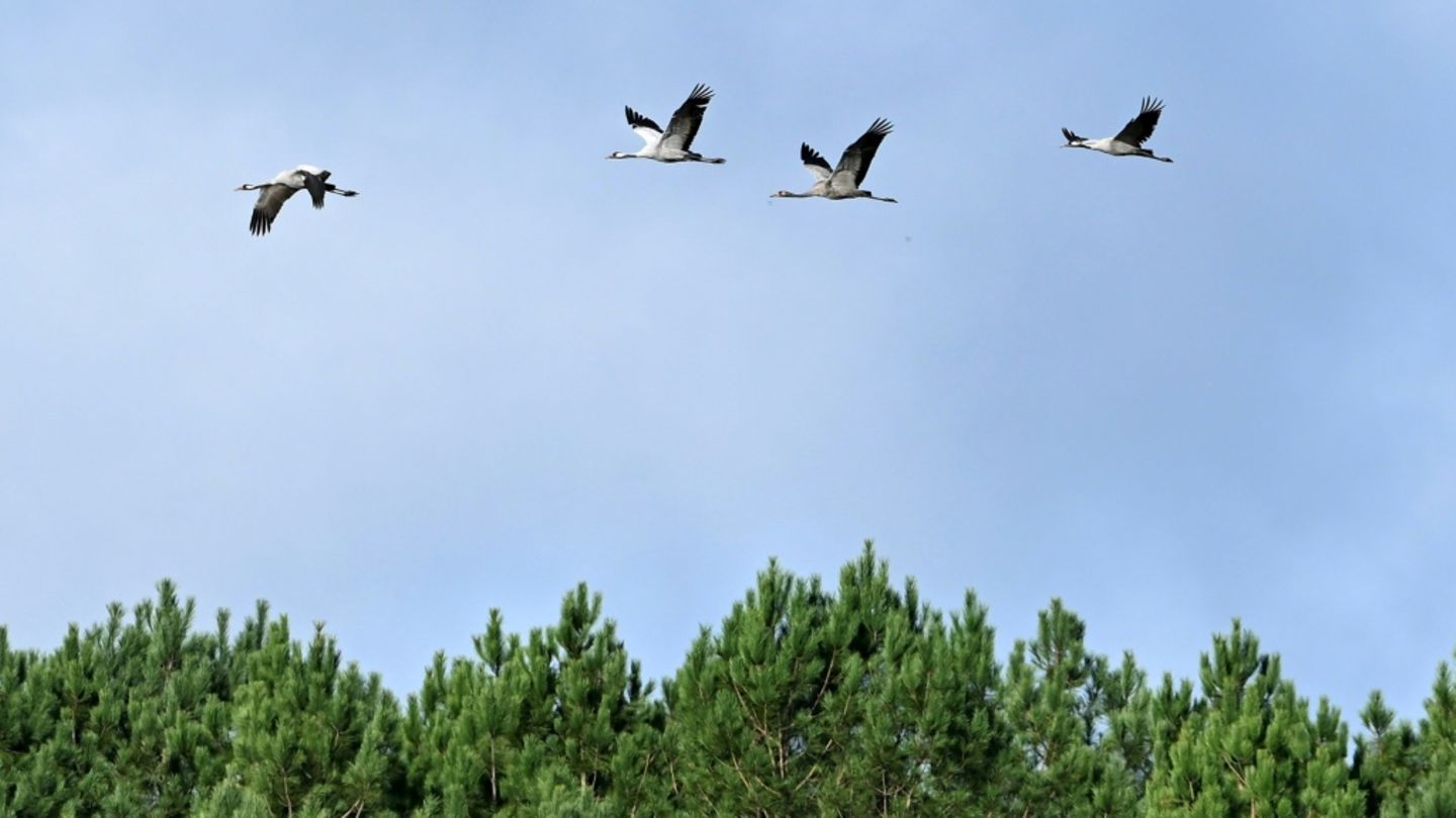 Vogelgrippe Vogelgrippe