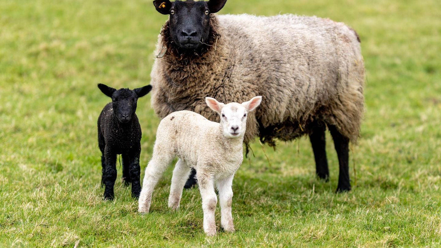 Unbekannte Täter haben aus einem Stall in Rhüden elf tragende Schafe gestohlen. (Archivbild) Foto: Axel Heimken/dpa Unbekannte Täter haben aus einem Stall in Rhüden elf tragende Schafe gestohlen. (Archivbild) Foto: Axel Heimken/dpa