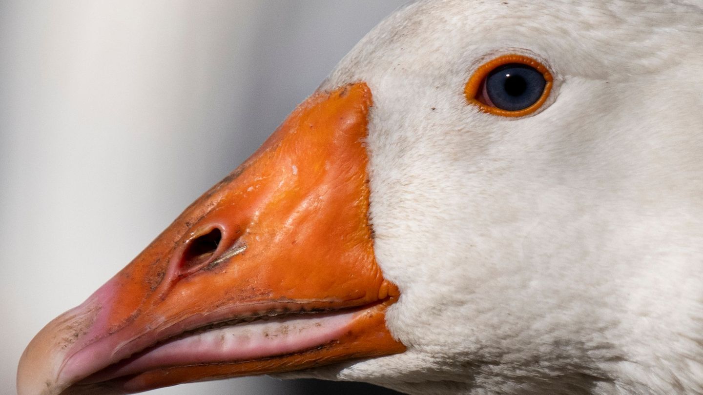 Die hochansteckende Vogelgrippe trifft immer mehr Landkreise in Hessen. Geflügelhalter sind in Sorge um ihre Tiere. (Symbolbild) Die hochansteckende Vogelgrippe trifft immer mehr Landkreise in Hessen. Geflügelhalter sind in Sorge um ihre Tiere. (Symbolbild)
