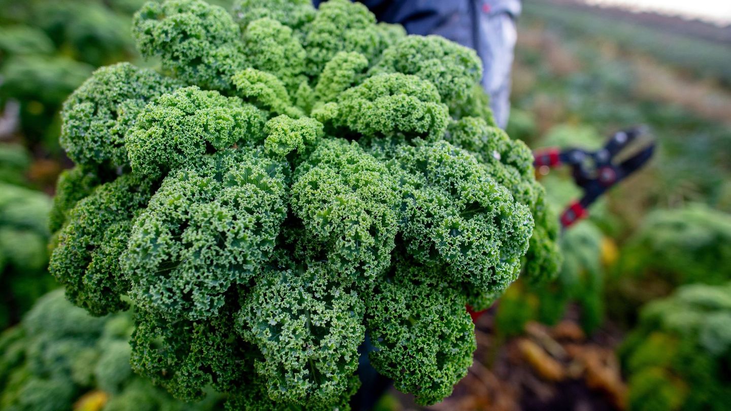 Niedersachsen Landwirte haben mit der Grünkohlernte begonnen. Foto: Hauke-Christian Dittrich/dpa