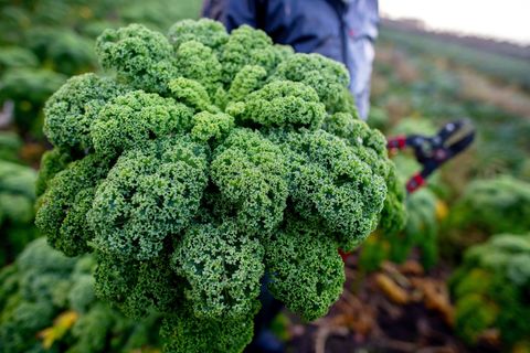 Niedersachsen Landwirte haben mit der Grünkohlernte begonnen. Foto: Hauke-Christian Dittrich/dpa