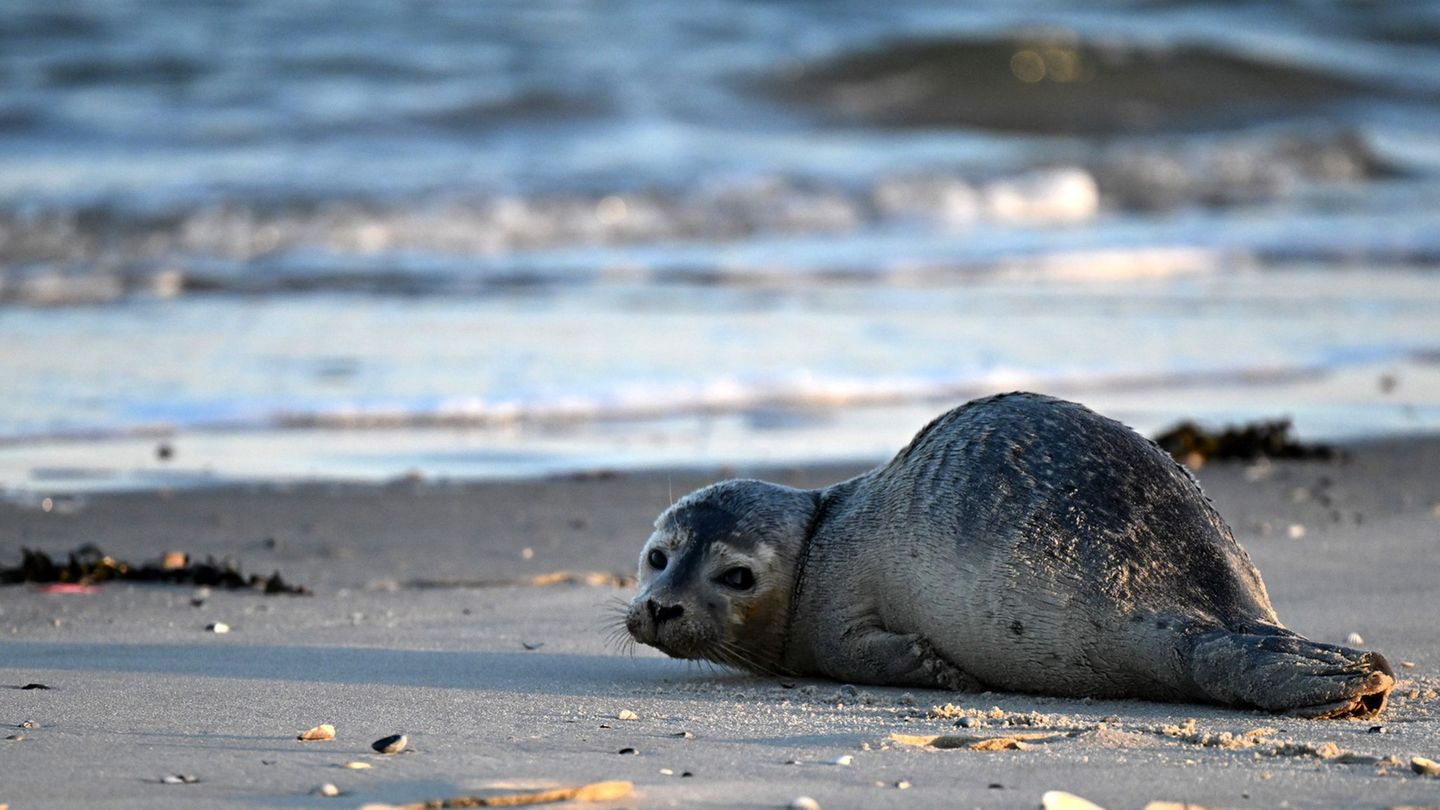 Die Polizei in Wilhelmshaven bittet um Ruhe für einen jungen Seehund am Südstrand. (Symbolbild) Foto: Federico Gambarini/dpa