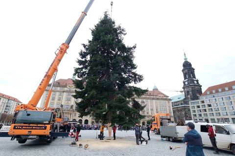 Eine gut 20 Meter hohe Veitchs Tanne ziert den diesjährigen Dresdner Striezelmarkt. Foto: Sebastian Willnow/dpa