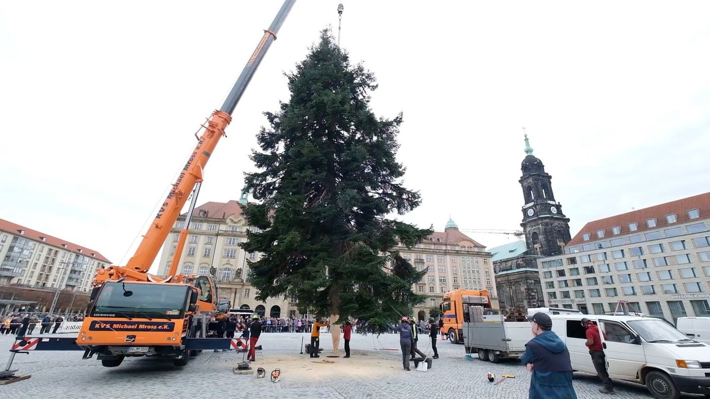 Eine gut 20 Meter hohe Veitchs Tanne ziert den diesjährigen Dresdner Striezelmarkt. Foto: Sebastian Willnow/dpa