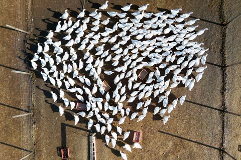 In Brandenburg sind neue Fälle von Vogelgrippe nachgewiesen worden. (Archivbild) Foto: Boris Roessler/dpa