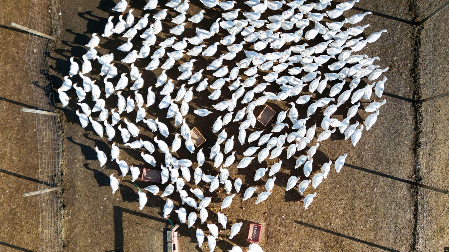 In Brandenburg sind neue Fälle von Vogelgrippe nachgewiesen worden. (Archivbild) Foto: Boris Roessler/dpa