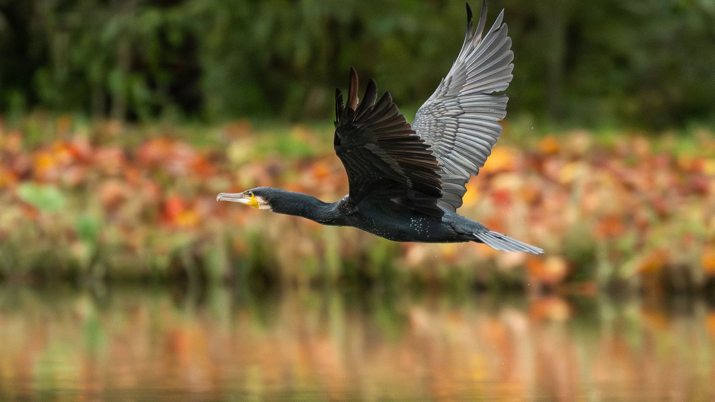 In Thüringen werden jährlich mehr als 1.000 Kormorane abgeschossen. (Symbolbild) Foto: Silas Stein/dpa