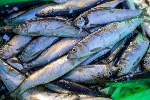 Die meisten Heringe sind in Ostsee heimattreu, wenn es ums Laichen geht. Foto: Jens Büttner/dpa-Zentralbild/dpa