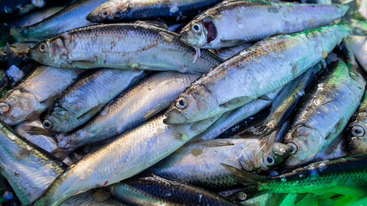 Die meisten Heringe sind in Ostsee heimattreu, wenn es ums Laichen geht. Foto: Jens Büttner/dpa-Zentralbild/dpa