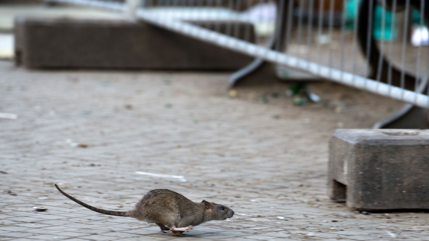 Ratten können Krankheiten übertragen und gelten als Schädlinge. (Symbolbild) Foto: Bernd von Jutrczenka/dpa
