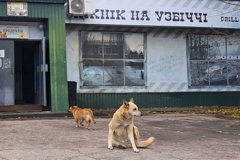 Nach der Reaktorkatastrophe von Tschernobyl ließen viele Bewohner ihre Haustiere zurück