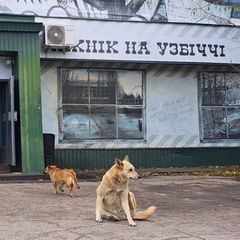 Nach der Reaktorkatastrophe von Tschernobyl ließen viele Bewohner ihre Haustiere zurück