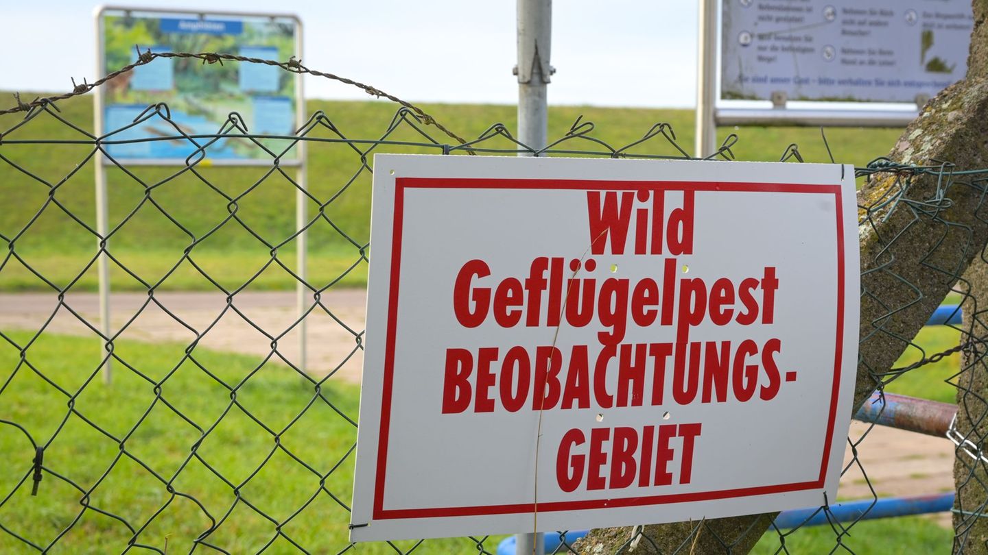 Im Landkreis Mansfeld-Südharz wurde die erste Sperrzone wegen der Vogelgrippe eingerichtet. Foto: Heiko Rebsch/dpa
