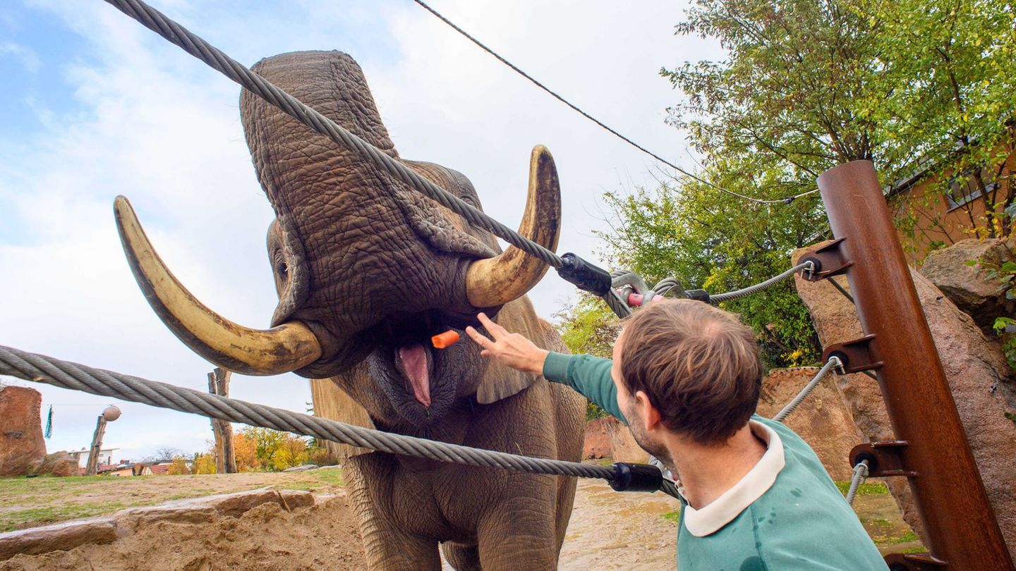 Am Landeszootag wollen Tierparks und Zoos ihre Arbeit vorstellen. Foto: Klaus-Dietmar Gabbert/dpa