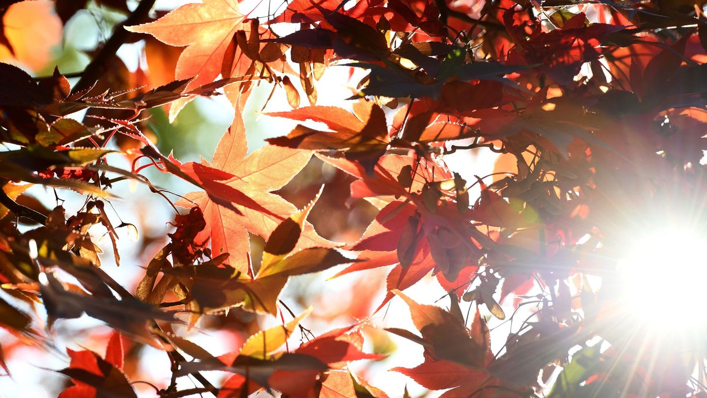 Sonne statt Schauer: Die neue Woche in NRW verspricht meist trockenes Wetter und steigende Temperaturen. (Archivbild) Foto: Caro