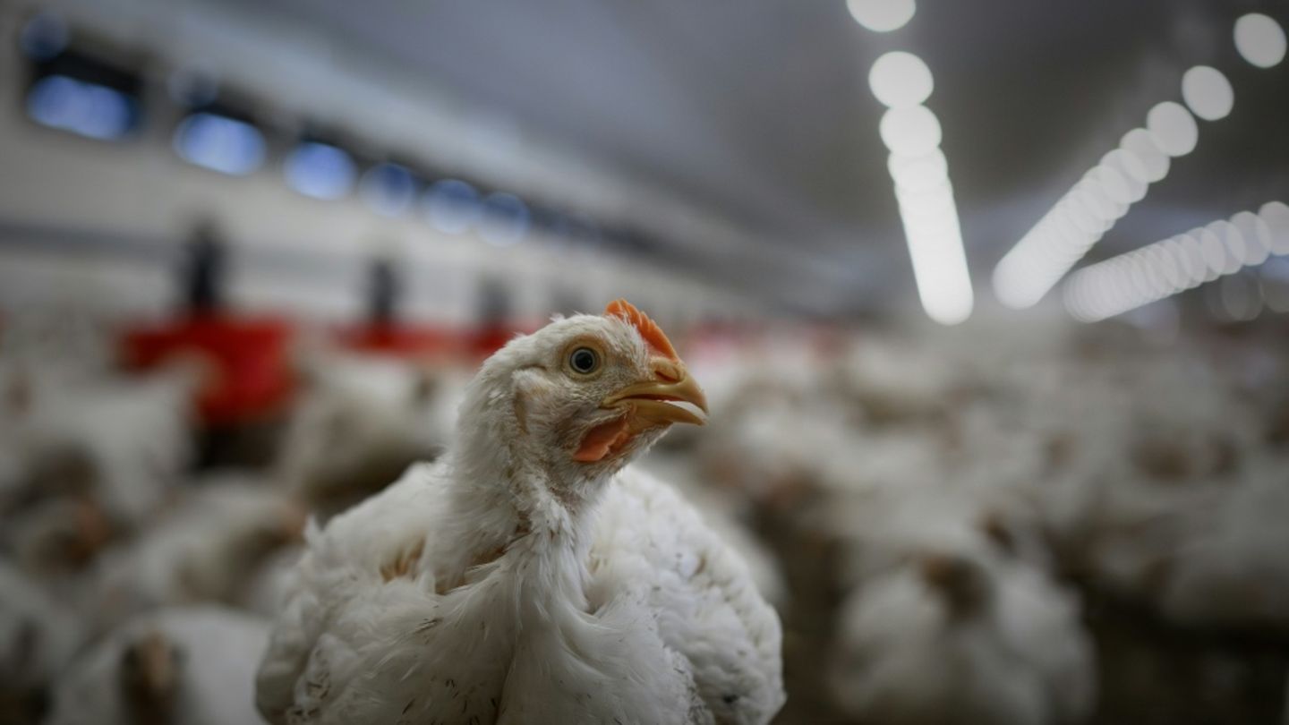 Hühnerstall in Frankreich