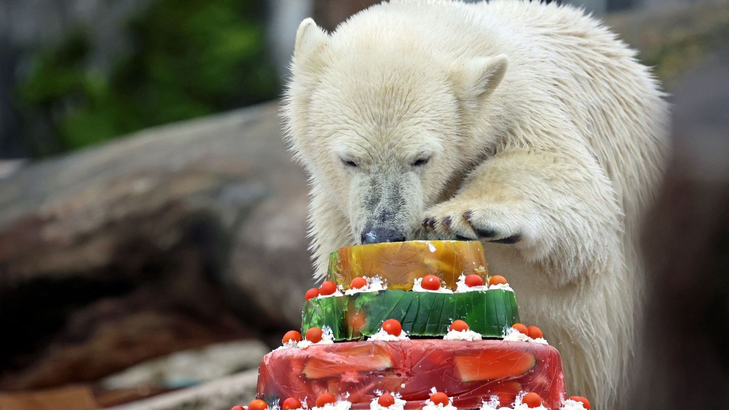 Feier im Gehege: Jungtier Mika ist ein Jahr alt geworden. Foto: Timo Deible/Zoo Karlsruhe /dpa