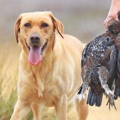 Die verendeten Jagdhunde gehörten mallorquinischen Jägern (Archivbild)
