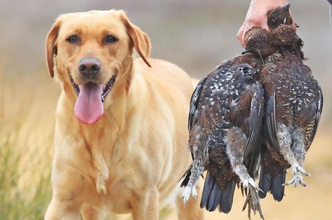 Die verendeten Jagdhunde gehörten mallorquinischen Jägern (Archivbild)