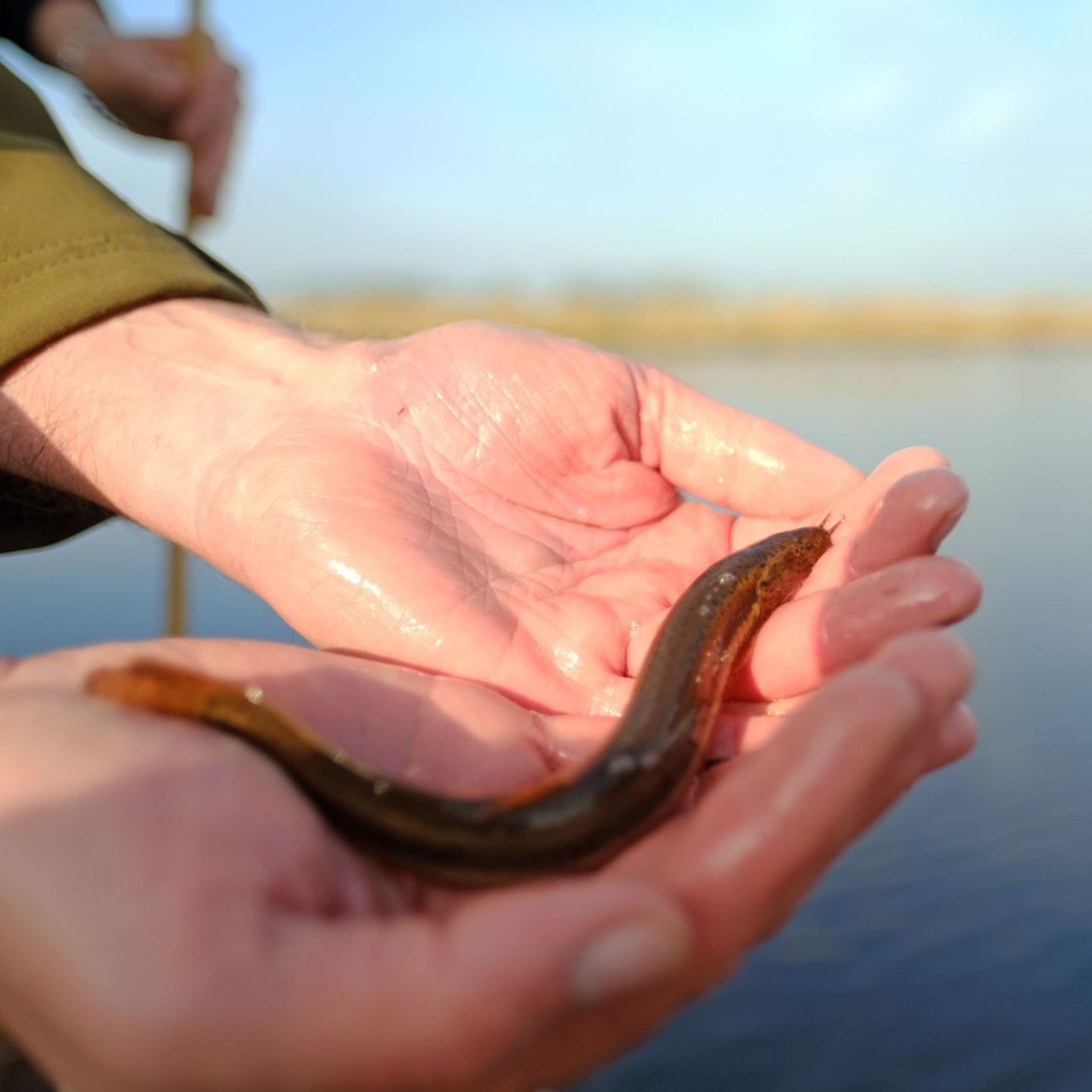 Ein Schlammpeitzger sieht nicht gerade aus wie ein typischer Fisch