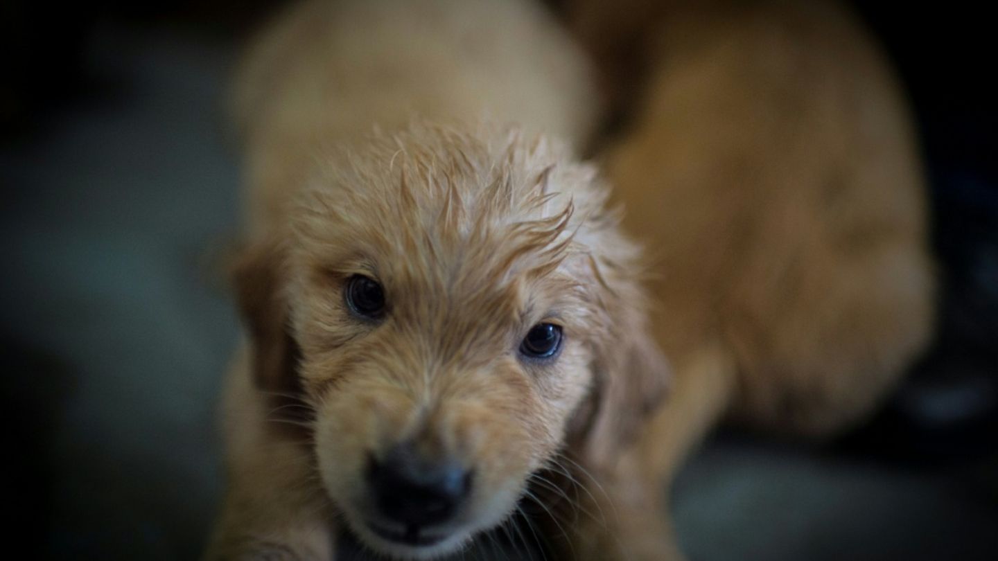 Hundewelpe